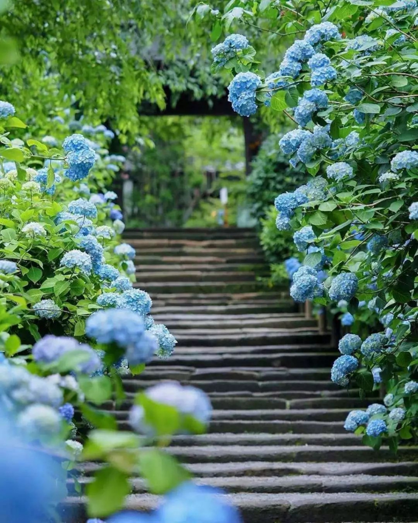 二期| 跟随我们的步伐，带你走进南北方植物造景的天地~